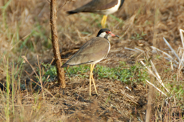 Red-wattled Lapwing