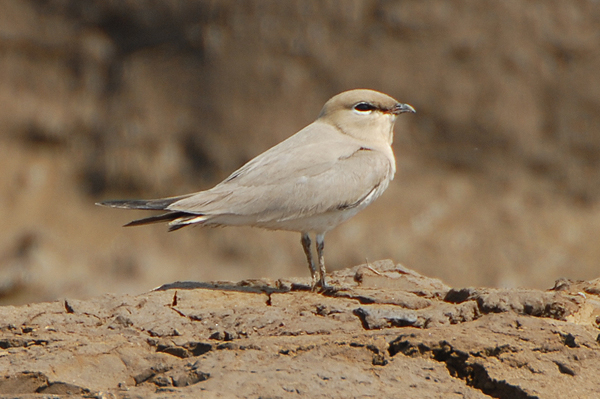 Small Pratincole