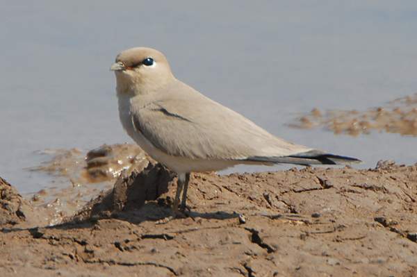 Small Pratincole