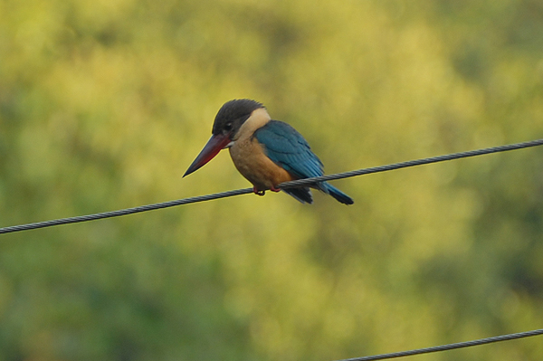 Stork-billed Kingfisher