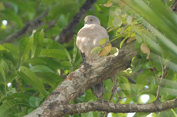 Shikra