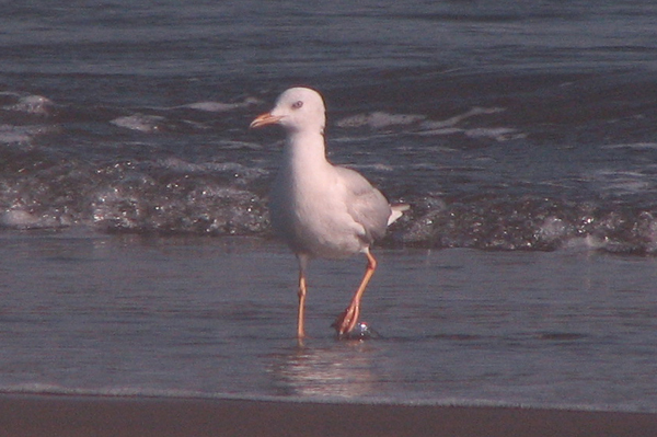 Slender-billed Gull