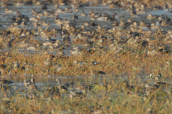 Spot-billed Duck