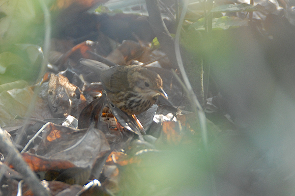 Spotted Babbler
