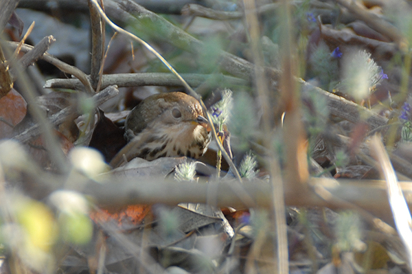 Spotted Babbler