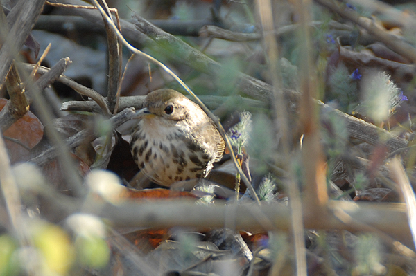 Spotted Babbler