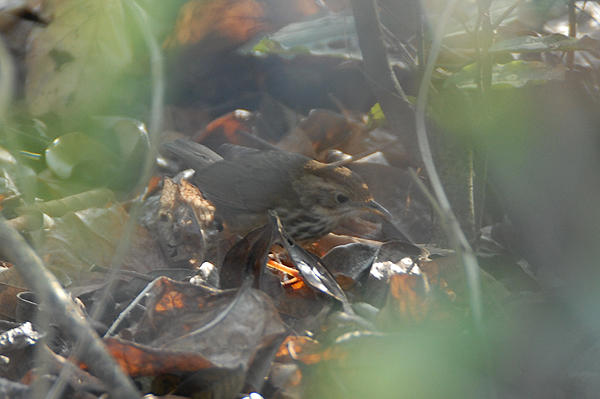 Spotted Babbler