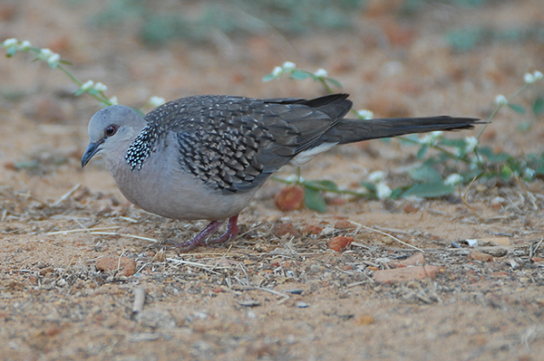 Spotted Dove