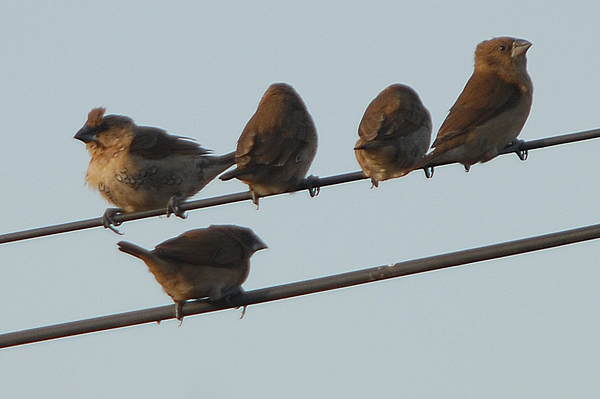 Spotted Munia