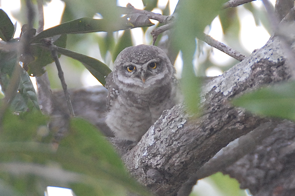 Spotted Owl