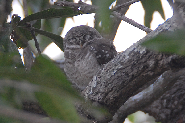 Spotted Owl