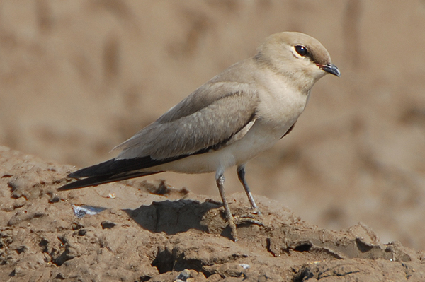 Small Pratincole