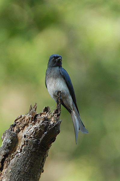 White-bellied Drongo