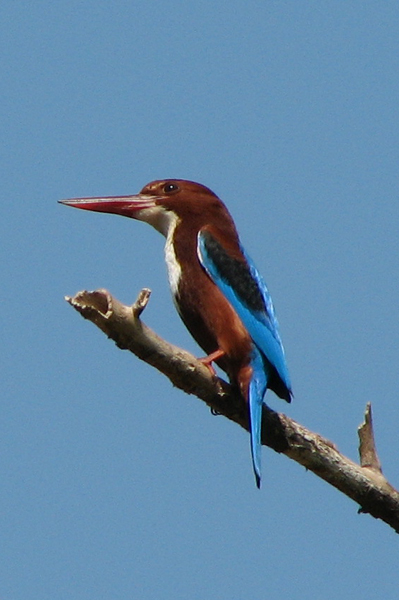 White-breasted Kingfisher