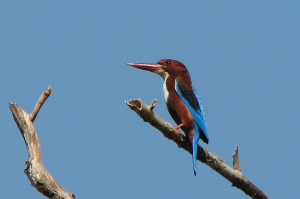 White-breasted Kingfisher