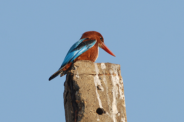 White-breasted Kingfisher