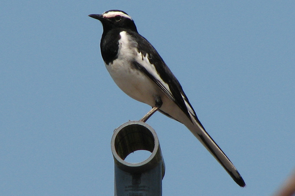 White-browed Wagtail