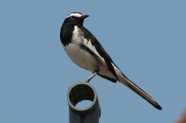 White-browed Wagtail