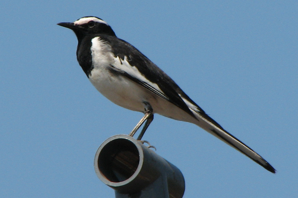 White-browed Wagtail