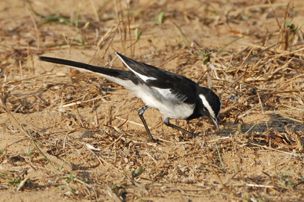 White-browed Wagtail