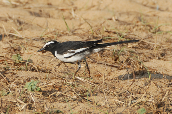 White-browed Wagtail