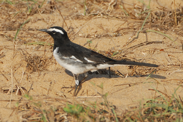 White-browed Wagtail