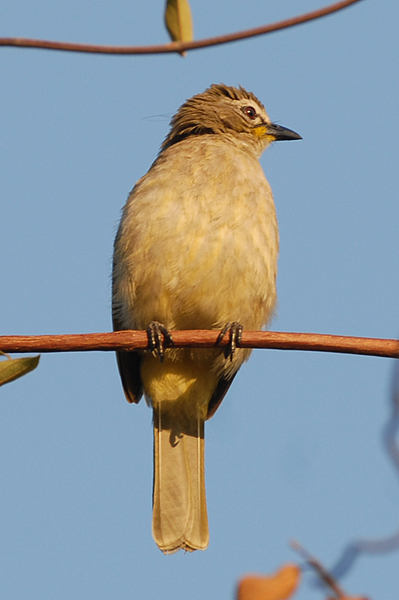 White-browed Bulbul