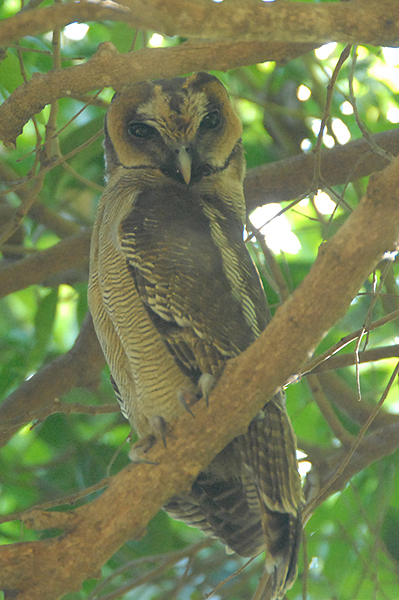 Brown Wood Owl