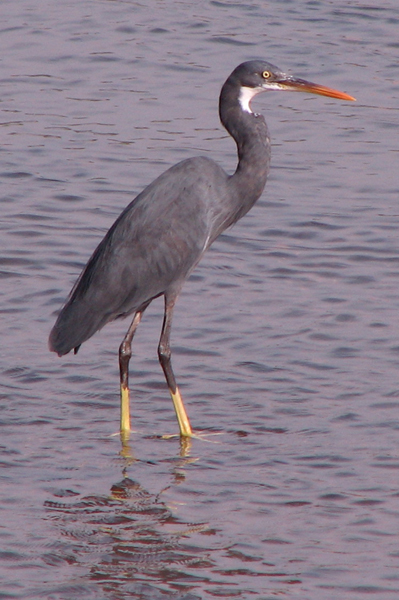 Western Reef Heron