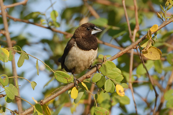 White-rumped Munia