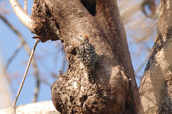 Yellow-crowned Woodpecker
