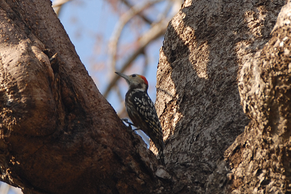 Yellow-crowned Woodpecker