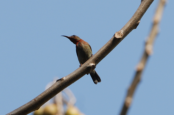 Yellow-backed Sunbird