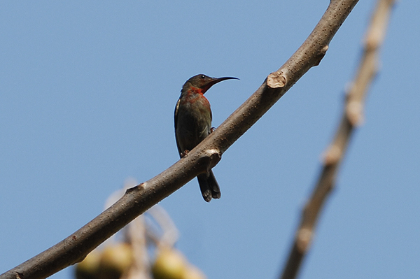 Yellow-backed Sunbird