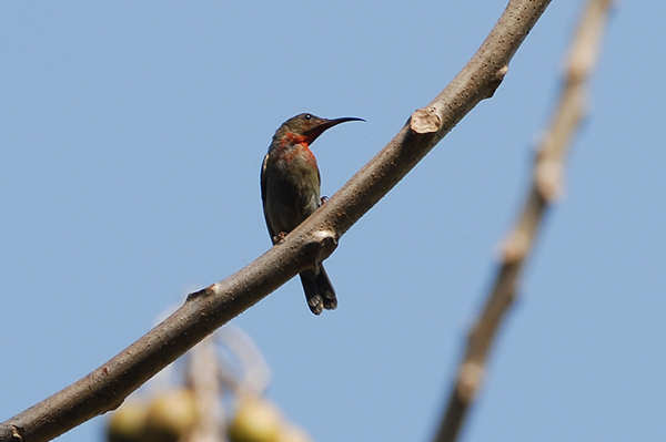 Yellow-backed Sunbird