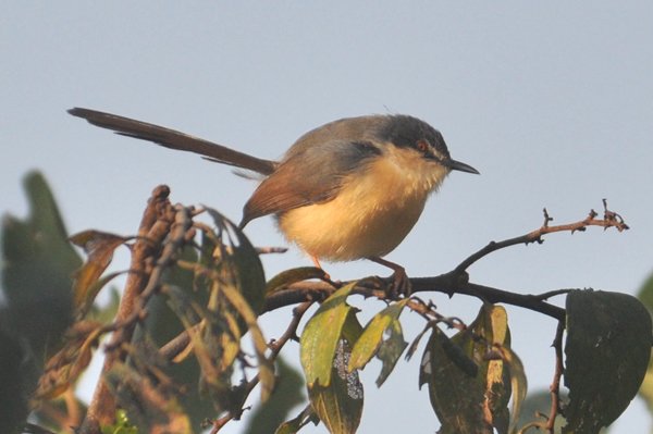 ashyprinia.jpg