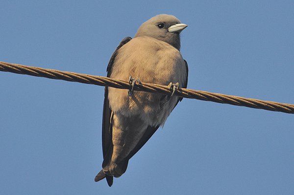 ashywoodswallow.jpg