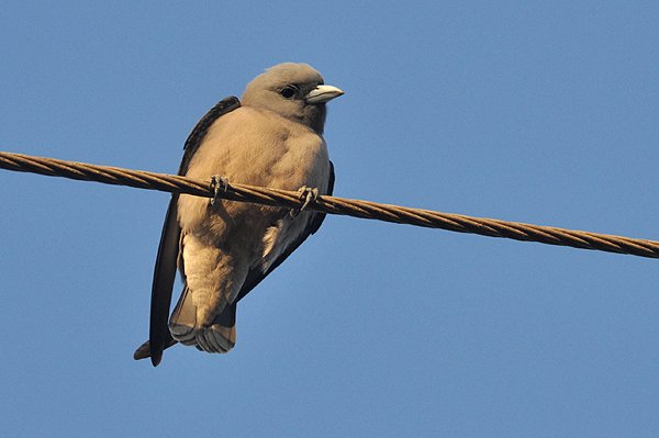 ashywoodswallow2.jpg