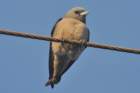 ashywoodswallow_small.jpg