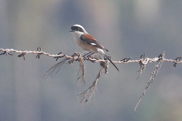 baybackedshrike.jpg