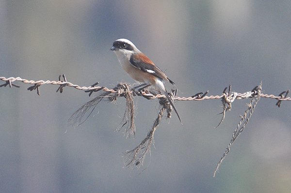 baybackedshrike2.jpg