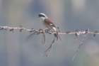 baybackedshrike2_small.jpg