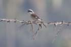 baybackedshrike_small.jpg