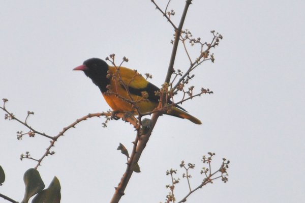 blackheadedoriole.jpg