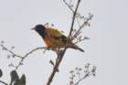 blackheadedoriole_small.jpg