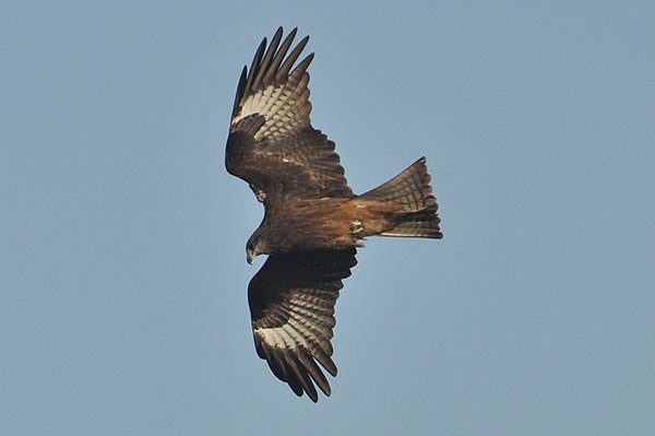 blackkite.jpg