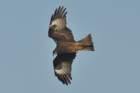 blackkite_small.jpg