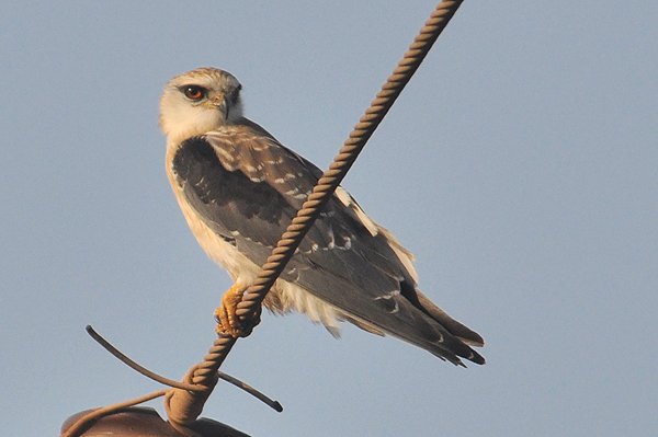 blackshoulderedkite.jpg