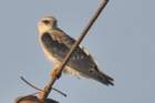 blackshoulderedkite_small.jpg