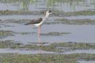 blackwingedstilt_small.jpg